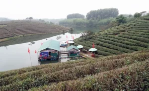 Thanh Chuong Tea hills
