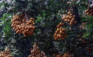 Longan