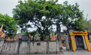 longan tree in Hien Street