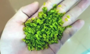 Green sticky rice