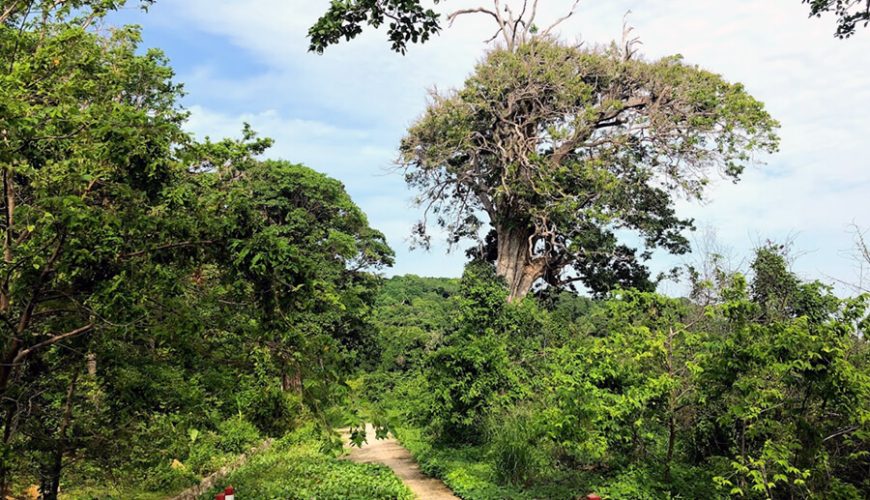 Primary forest in Hon Khoai