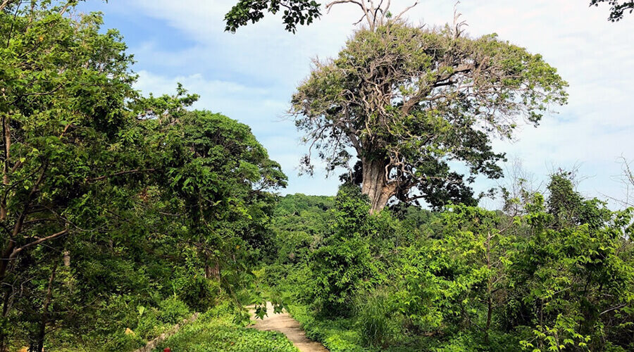 Primary forest in Hon Khoai