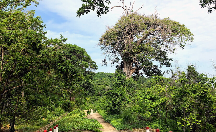Primary forest in Hon Khoai