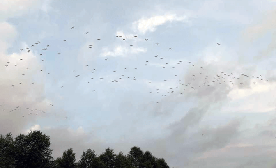 Lam Vien 19/5 Bird Sanctuary