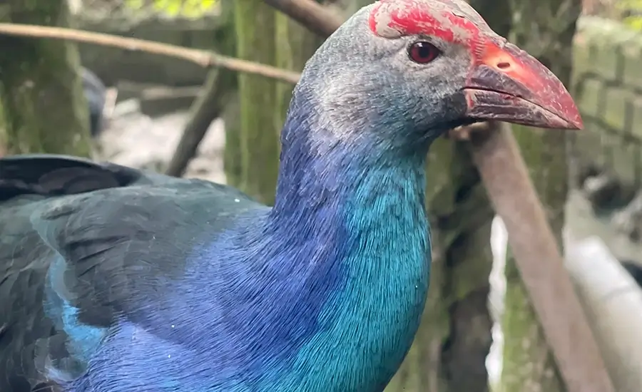 Lam Vien 19/5 Bird Sanctuary