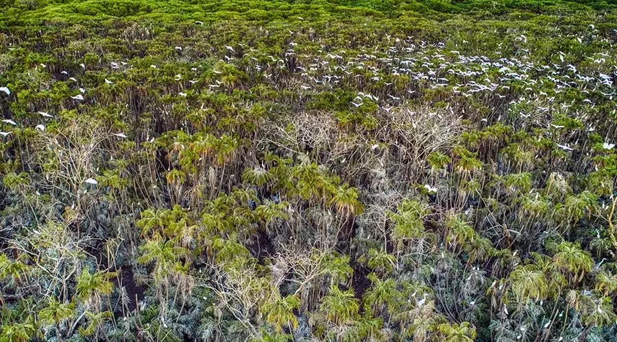 Lam Vien 19/5 Bird Sanctuary
