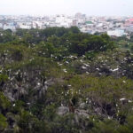 Lam Vien 19/5 Bird Sanctuary