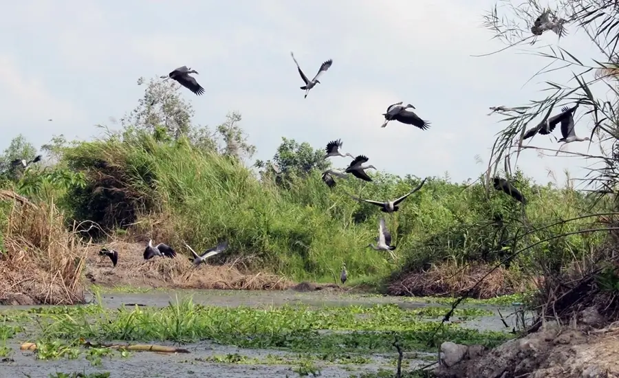 stork sanctuary in Long My