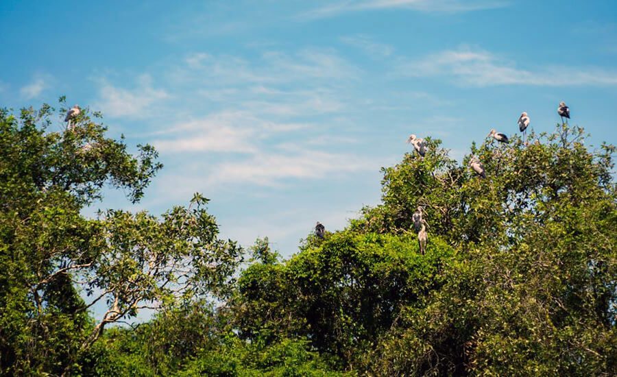 stork sanctuary in Long My