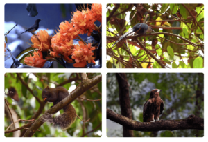 Tam Dao national park