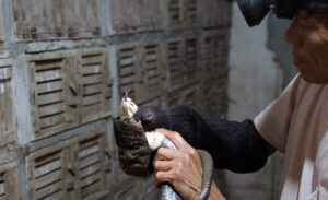 Vinh Son Snake Farming Village