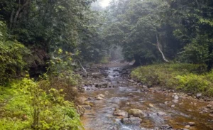 Xuan Son National Park