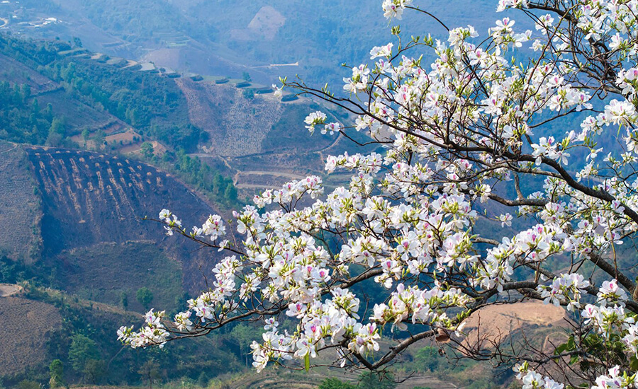 Bauhinia variegata flowers