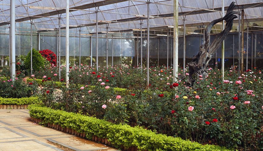 Da Lat Flower Garden