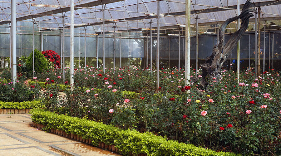 Da Lat Flower Garden