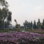 Da Lat Flower Garden