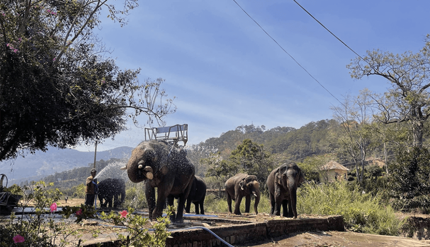 riding elephant in Prenn Waterfall
