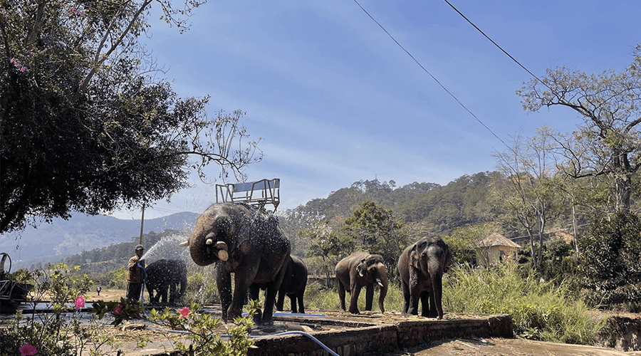 riding elephant in Prenn Waterfall