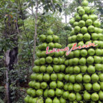 Tan Trieu Pomelo Village