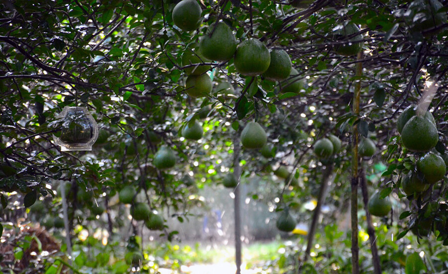 Tan Trieu Pomelo Village