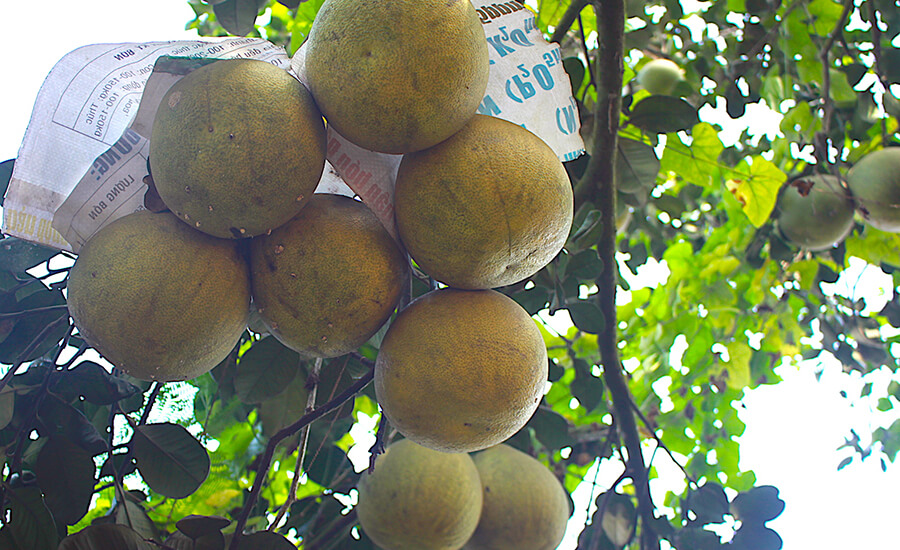 Tan Trieu Pomelo Village