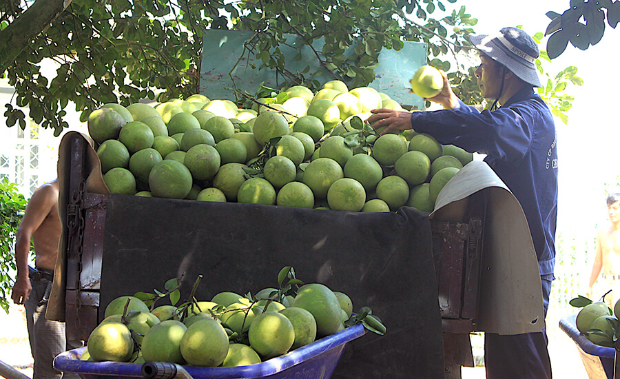 Tan Trieu Pomelo Village