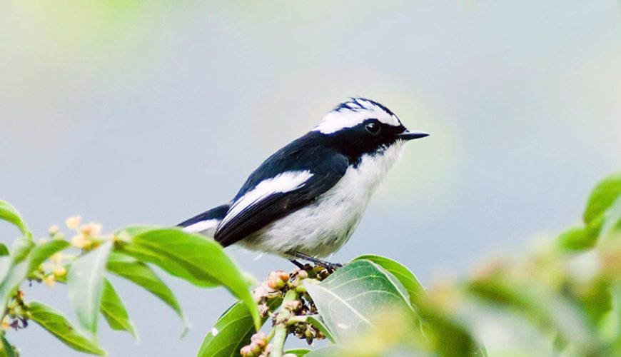 Bidoup Nui Ba National Park