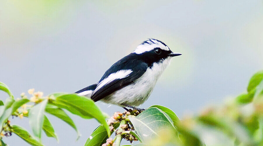 Bidoup Nui Ba National Park