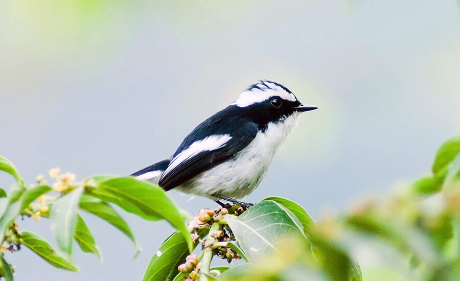 Bidoup Nui Ba National Park