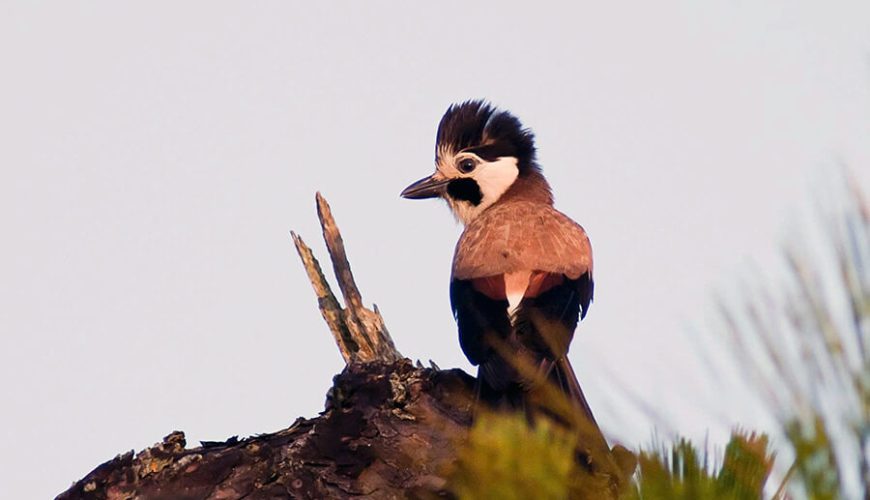 Bidoup Nui Ba National Park
