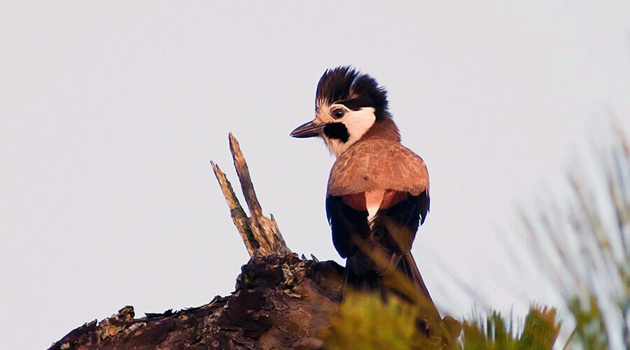 Bidoup Nui Ba National Park