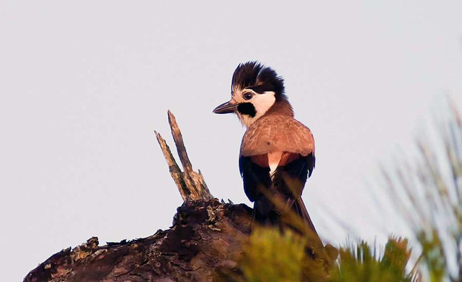 Bidoup Nui Ba National Park