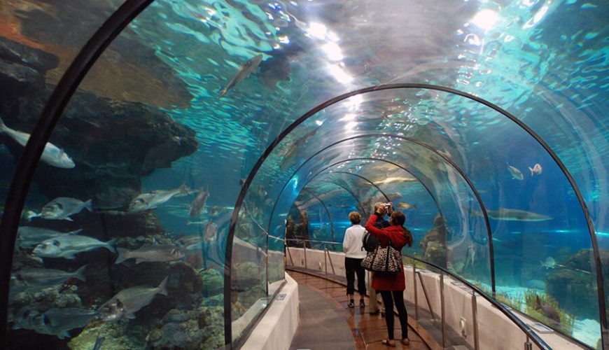 Tri Nguyen Aquarium