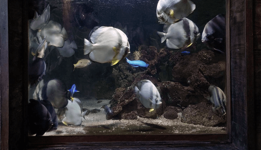 Tri Nguyen Aquarium