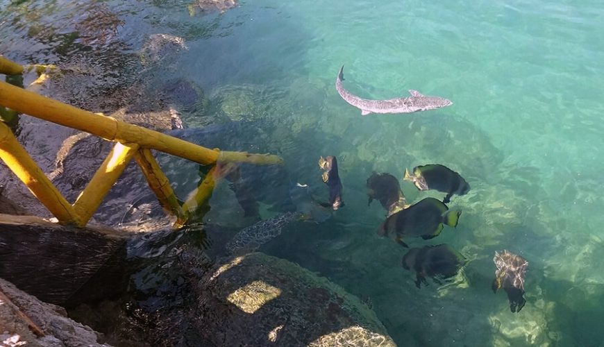 Tri Nguyen Aquarium