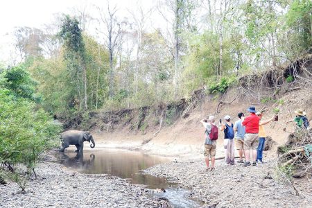 Yok Don National Park