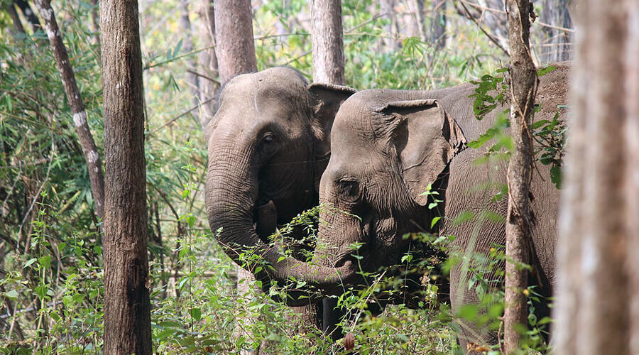 Yok Don National Park