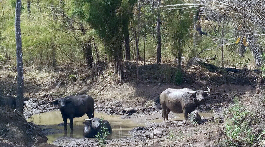 Yok Don National Park