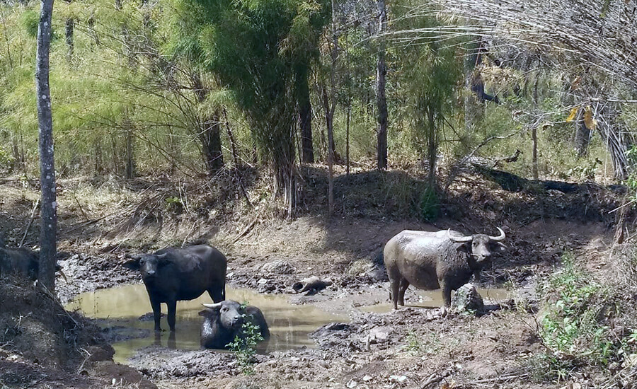 Yok Don National Park