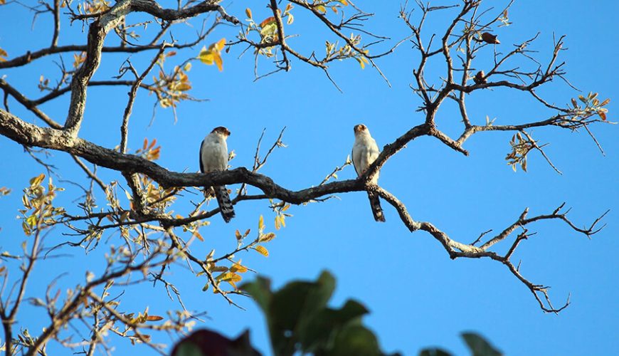 Yok Don National Park
