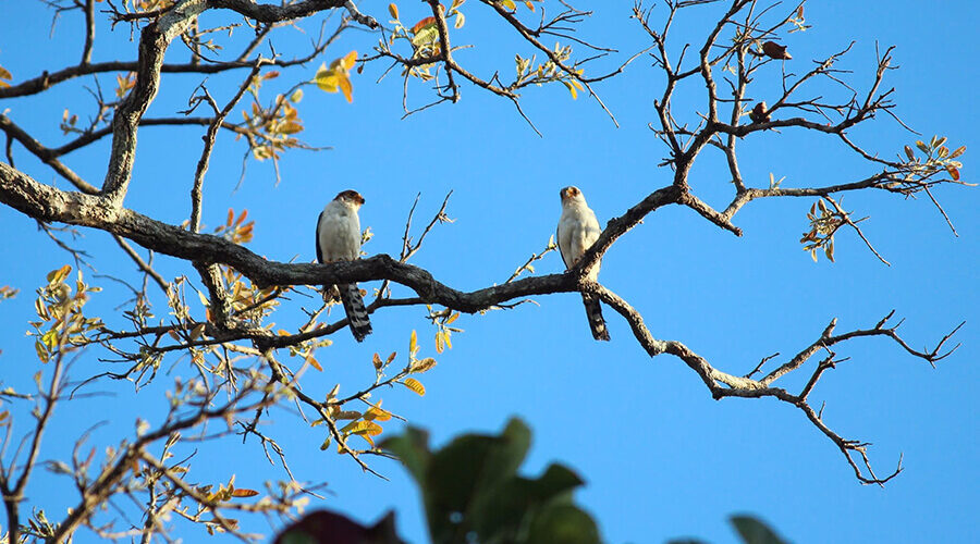Yok Don National Park