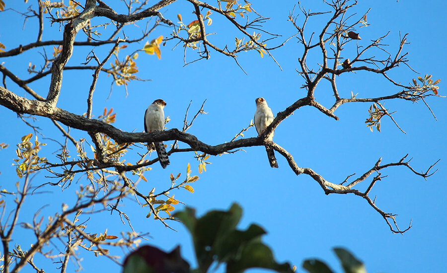 Yok Don National Park