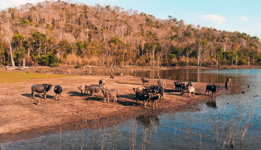 Yok Don National Park