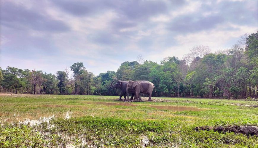 Yok Don National Park