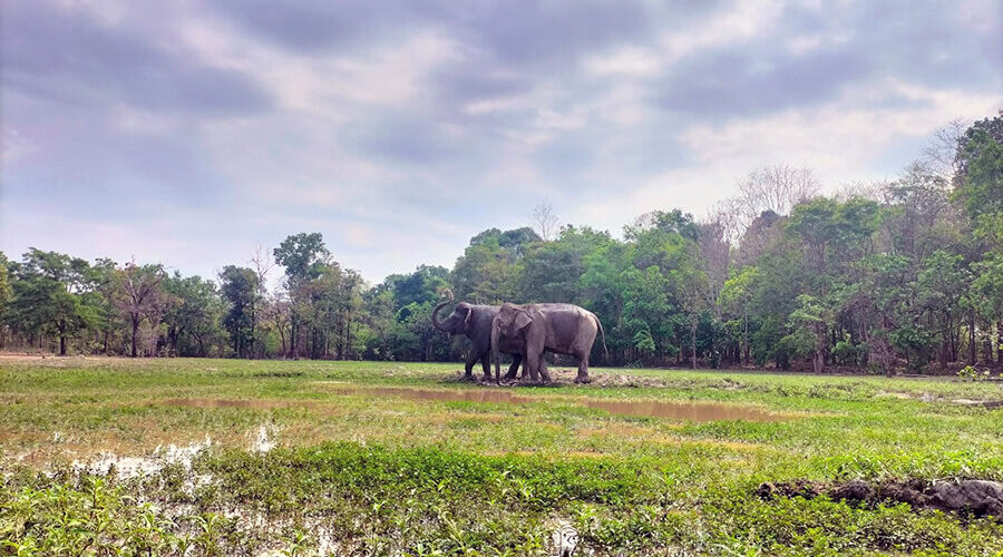 Yok Don National Park