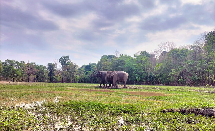 Yok Don National Park