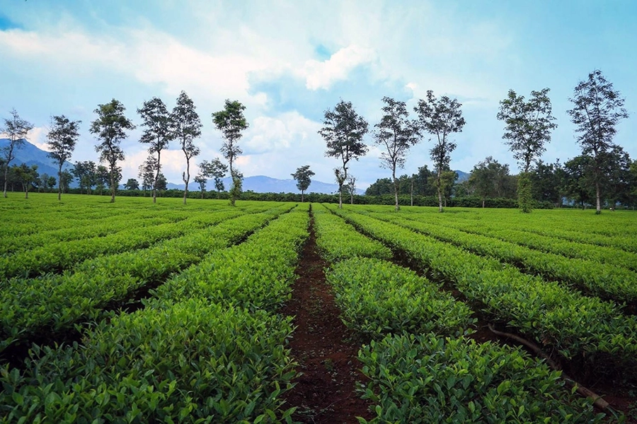tea hill