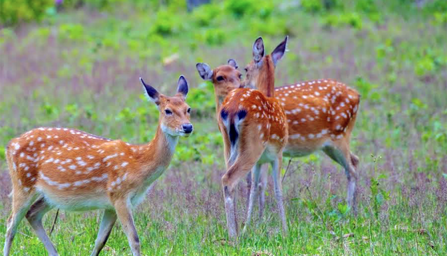 Kon Ka Kinh National Park