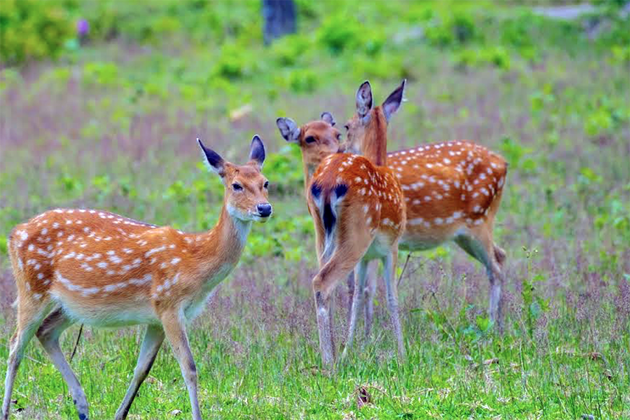 Kon Ka Kinh National Park