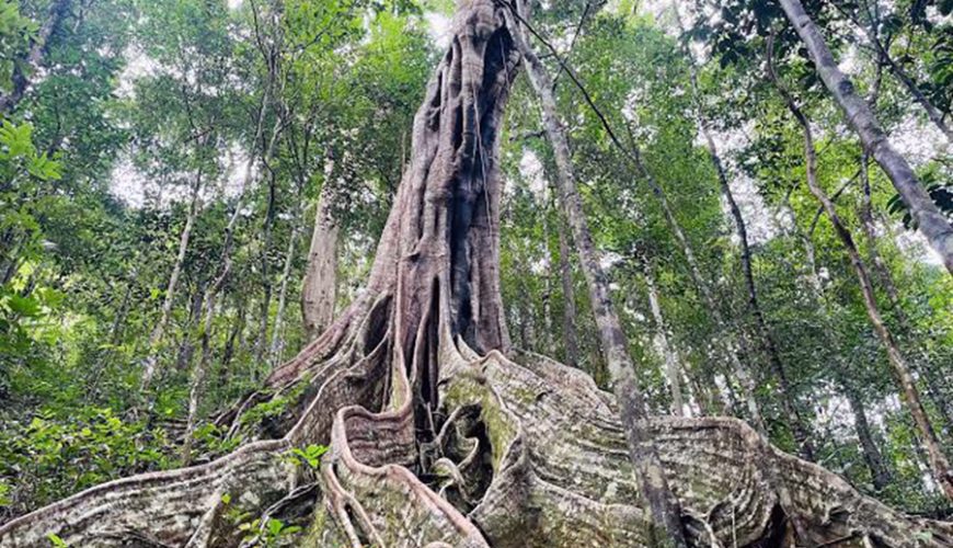 Kon Ka Kinh National Park